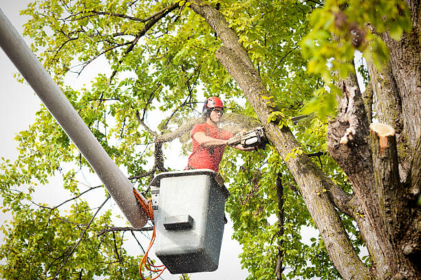 Large Tree Removal in Clovis, NM